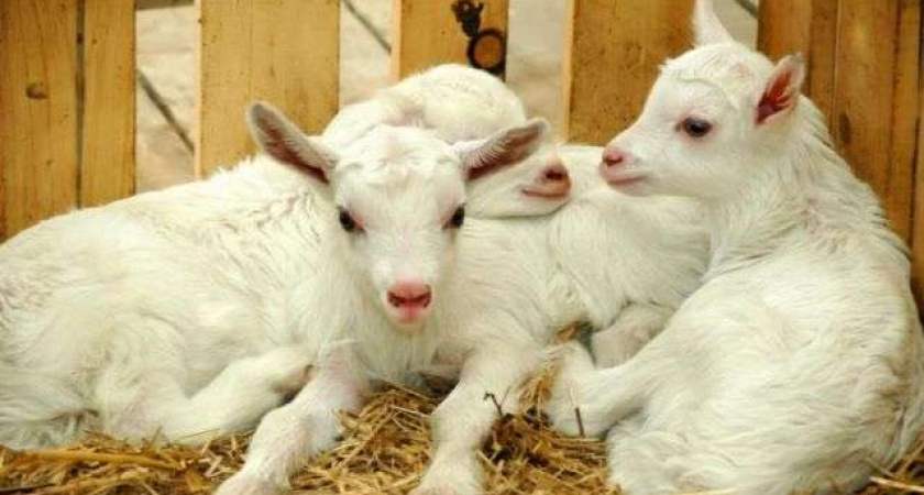 В кризис липецкие сельхозпредприятия смогли увеличить поголовье скота