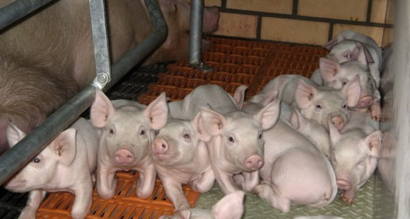 В Липецкой области банкротят крупную свиноводческую компанию