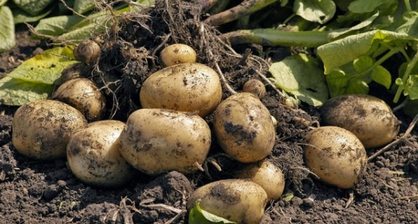 В Липецкой области подразделение КГ «ТРИО» приступило к выращиванию картофеля за 1 млрд рублей