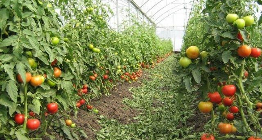 В Липецкой области «Елецкие овощи» начинают строительство первой очереди тепличного комплекса за 1,5 млрд рублей