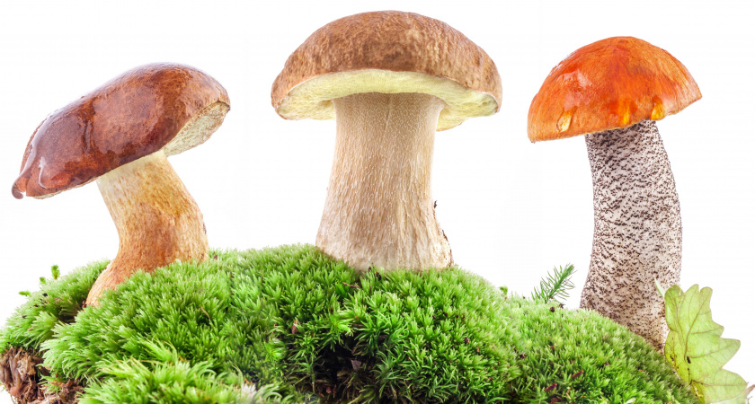 Липецкие власти окончательно потеряли надежду построить в ОЭЗ «Астапово» грибной комплекс за 1,7 млрд рублей