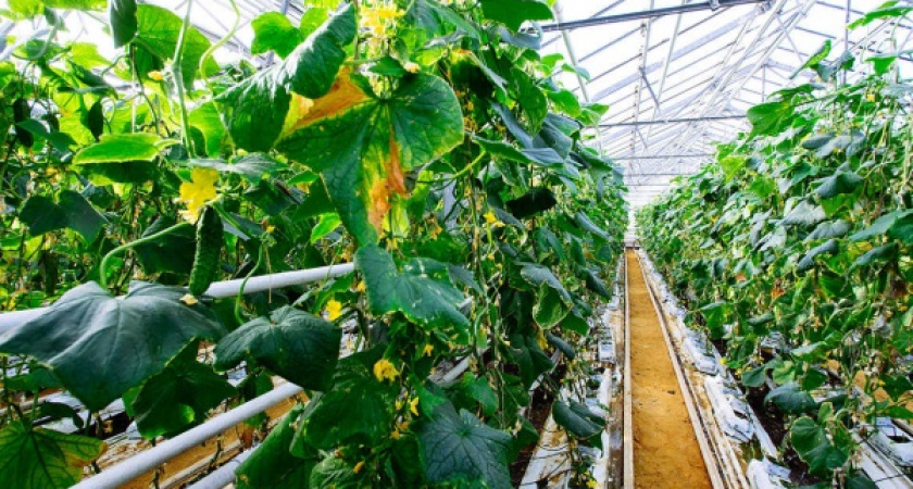 На месте старейшего в Липецке тепличного комплекса могут построить жилой район