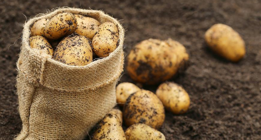 Компания «Агро-Липецк» окончательно отказалась от реализации проекта по выращиванию картофеля за 2,3 млрд рублей